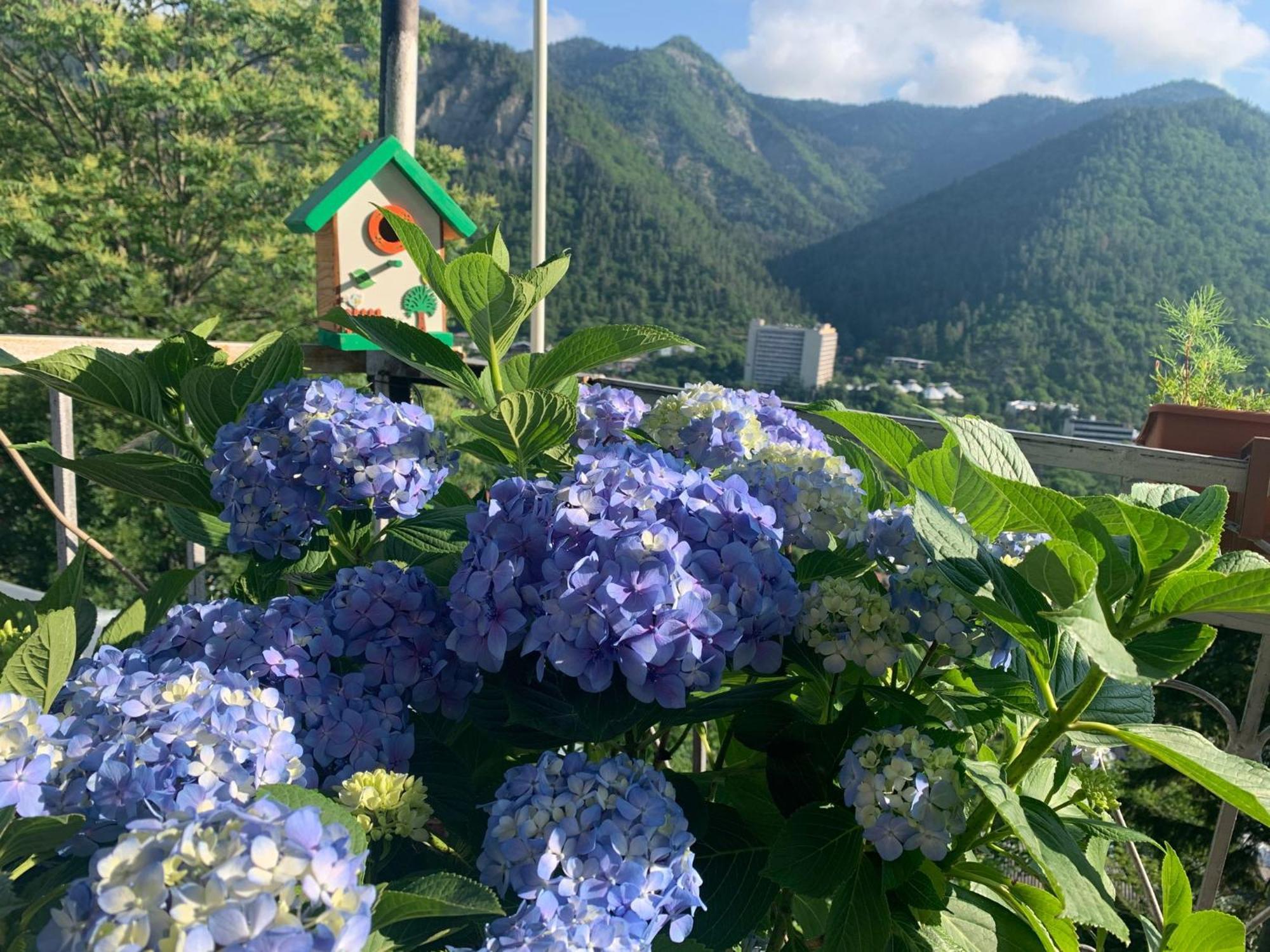 Anano'S Guesthouse 보르조미 외부 사진